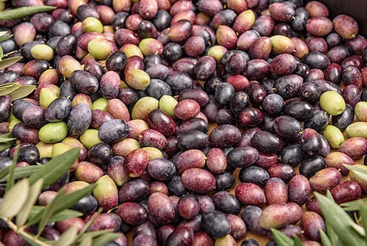 Aceituna recién recolectada