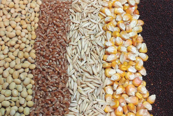 Cereales: soja, trigo, avena y maíz